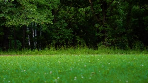 Meisje loopt in een groen zomerpark — Stockvideo