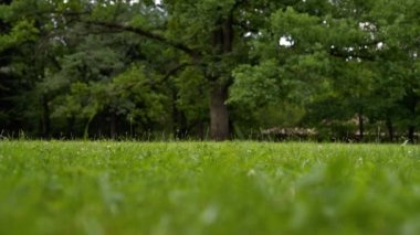 kız doğa yeşil parkta spor ayakkabı kadar bağcıklar