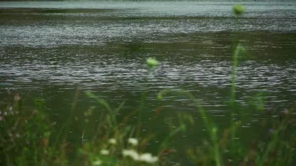 Oiseaux volent au-dessus du lac sous la pluie — Video