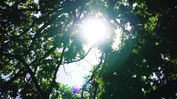 couronne d'un grand arbre dans le parc 