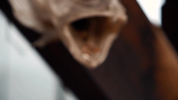 belles alliances se trouvent dans la tête d'un poisson 