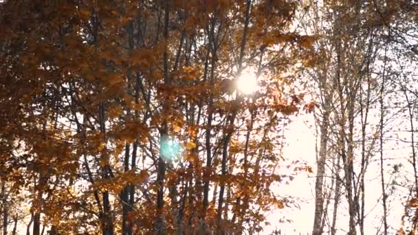 Κίτρινα φθινοπωρινά δέντρα στον ήλιο — Αρχείο Βίντεο