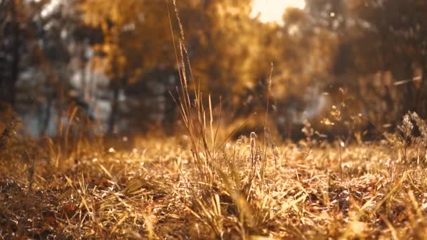 Outono grama amarela na floresta ao pôr do sol — Vídeo de Stock