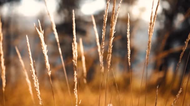 Höst gult gräs i skogen vid solnedgången — Stockvideo