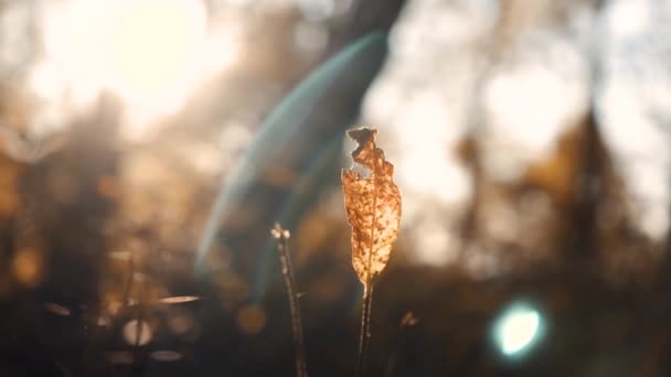Φθινοπωρινό κίτρινο γρασίδι στο δάσος το ηλιοβασίλεμα — Αρχείο Βίντεο