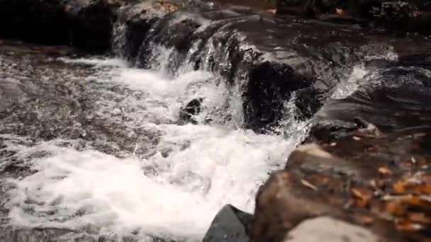 Eau qui coule automne parc fluvial — Video