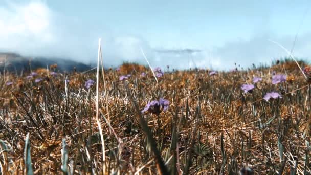 Flores pequeñas sobre un fondo de nubes y montañas a gran altitud verano — Vídeos de Stock