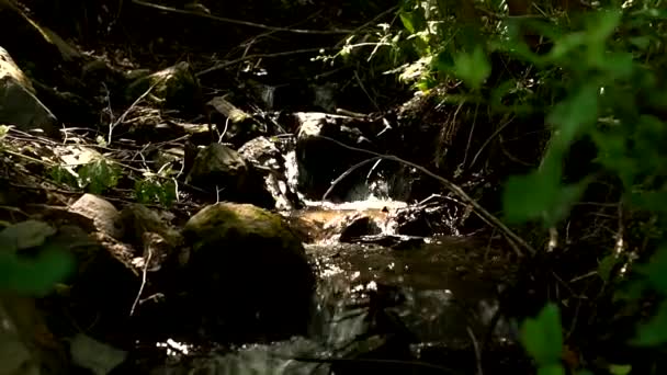 Pequeño río salvaje en el bosque negro — Vídeo de stock