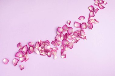 Pembe bir arka plan üzerinde güzel gül yaprakları