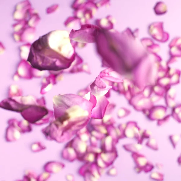 Rose Petals Fall Floor Pink Background — Stock Photo, Image