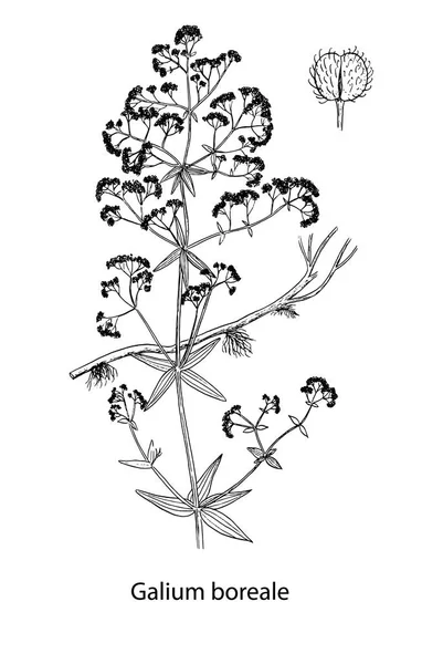 Galium boreale ilustração artesanal — Vetor de Stock
