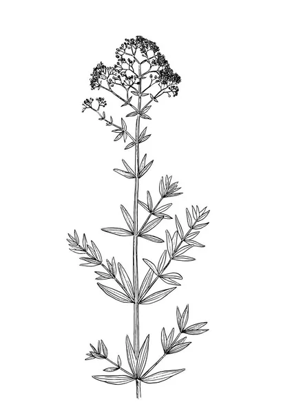 Galium physocarpum dessin botanique — Image vectorielle