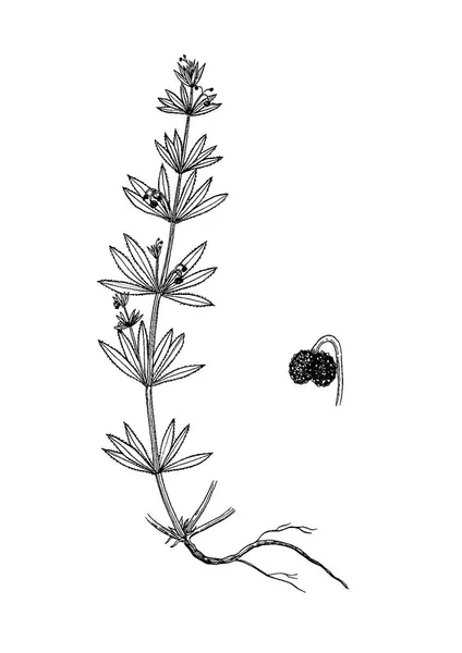 Galium tricornutum bptanical illustration — Stock Vector