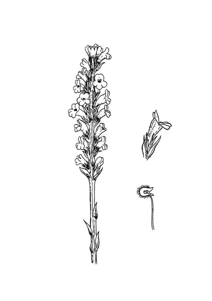 Orobanche 벼룩 벡터 일러스트 레이 션 — 스톡 벡터