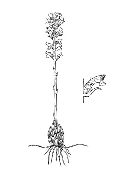 Oroanche coerulescens boatnical illustration — Stock Vector