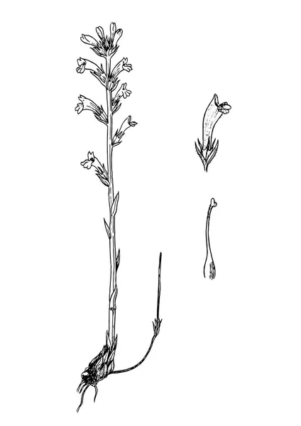 Orobanche purpurea botaniska skiss — Stock vektor