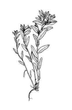 Buglossoides czernjatvii botanik kroki