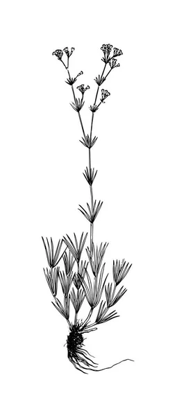 Galium companulatium illustration dessinée à la main — Image vectorielle
