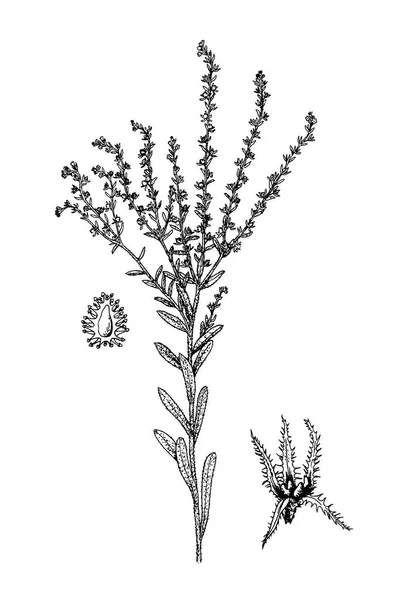 Lappula squorosa botanical illustration — Stock Vector