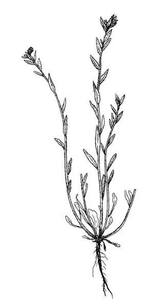 Buglossoides sibthorpiana botanical sketch — Stock Vector