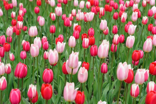 Bir sürü kırmızı, beyaz laleli kırmızı ve pembe. Şehir parkında bir çimenlik. Kapalı tomurcuklar. Genel bakış. Çiçek çayırı ve yeşil çimenler. Kimse..
