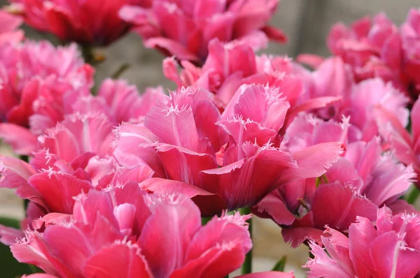 Bright pink tulips Masscotte grade a lawn in the city park. Class Fringed tulips. Close-up view.