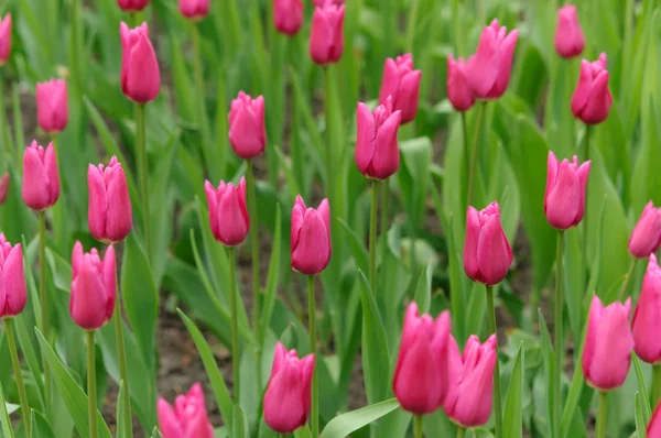 Çin Pembe laleleri, çiçek çayırları ve yeşil çimenler. Kapalı tomurcuklu çiçekler. Zambak Çiçeği Sınıfı.