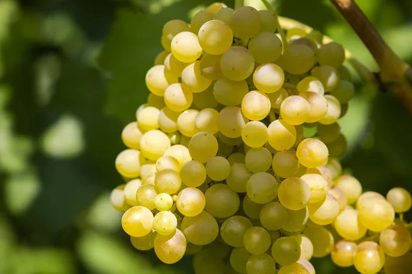 Uvas Frescas Jugosas Que Crecen Viñedo —  Fotos de Stock