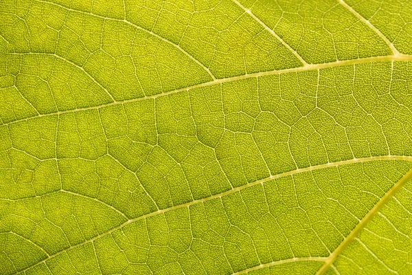 yeşil parlak üzüm yaprağı dokusuna kadar kapatın 