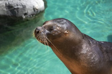 portre sevimli deniz aslan (mühür) mavi su