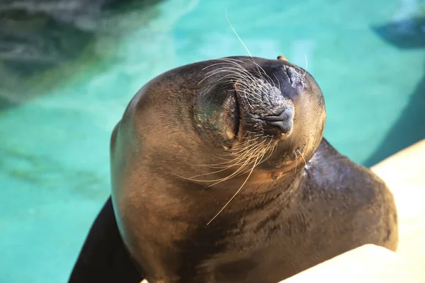 closeup of cute sea lion (seal) in the blue water