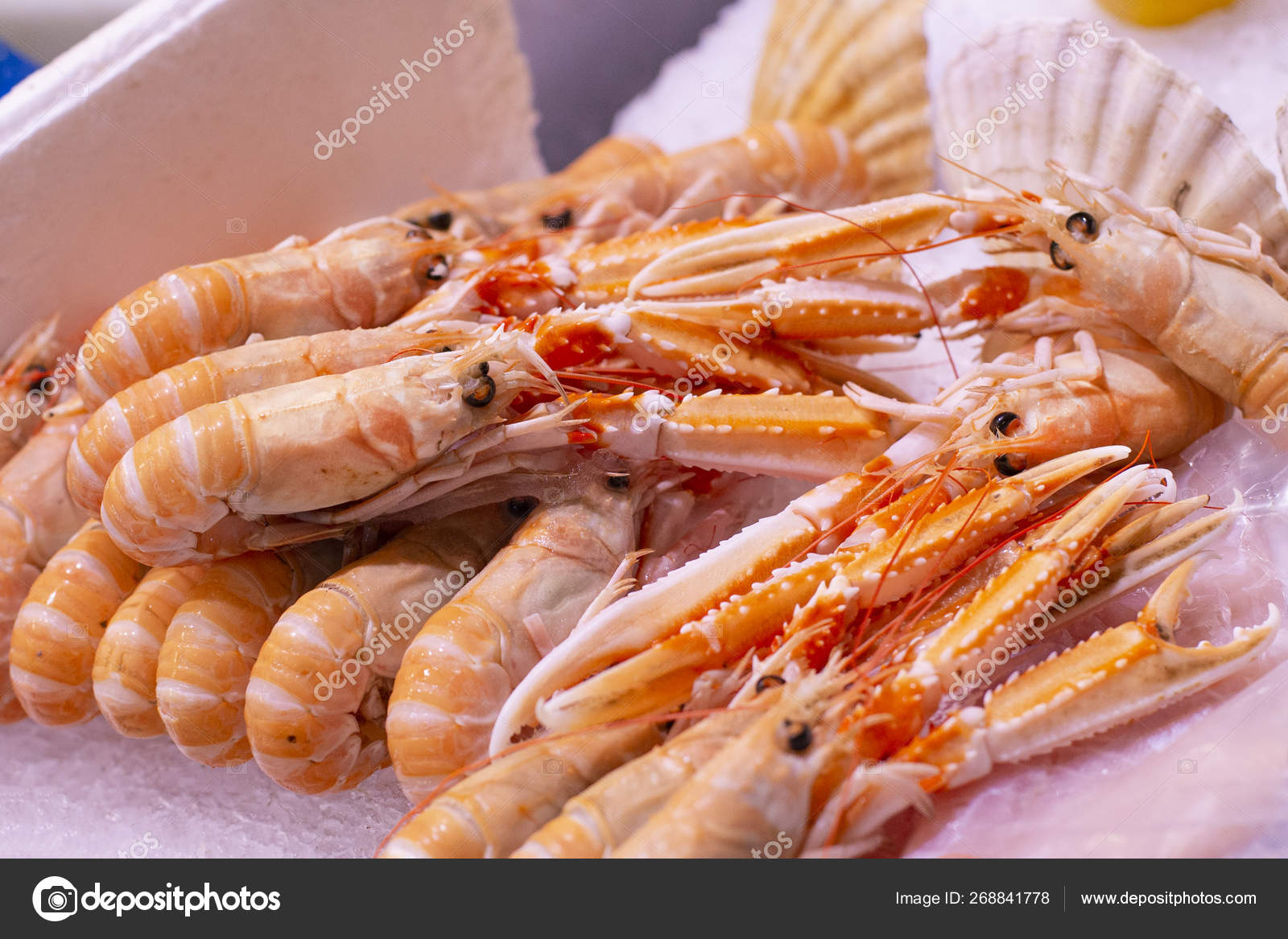 Gruppe af jomfruhummer også kendt som scampi, norway hummer, dublin bay  rejer. Traditionel præmie velsmagende naturlige økologiske fisk og skaldyr  delikatesser på is . — Stockfoto © Bulgn #268841778, image size:1600x1167