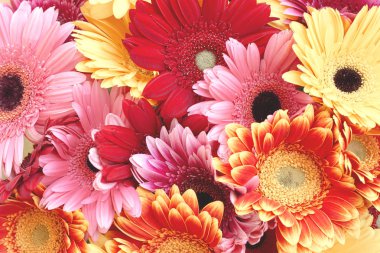 Güzel modern tonlama ile kırmızı, pembe ve sarı gerberas bir sürü büyük buket