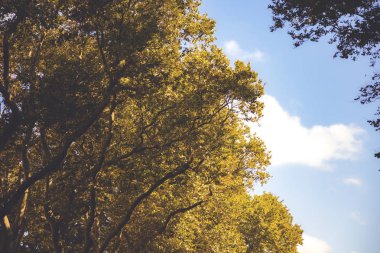 Sonbahar ormanı. Sarı yapraklı ağaç taçları. Sonbahar konsept arka planı.