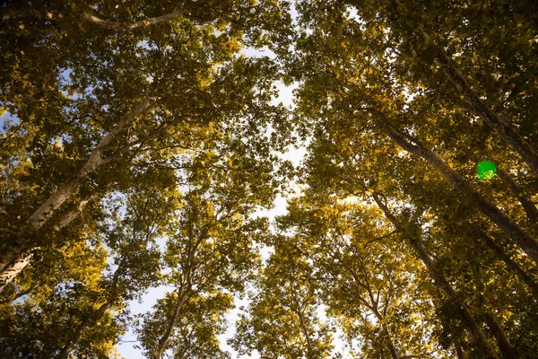 Höst skogen. Krönar av Trees med gula Leafs. Höstens koncept bakgrund. — Stockfoto
