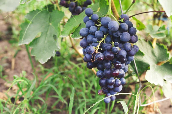 Uva preta. Um monte de uvas frescas. Conceito de época de vinificação e colheita . — Fotografia de Stock