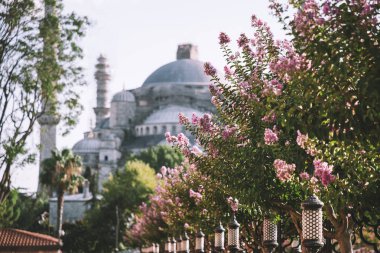 Sultan Ahmed Camii olarak da bilinen Sultan Camii. İstanbul'un en popüler turistik mekanlarından biri. Pembe çiçeklerle bahçeden görünüm.