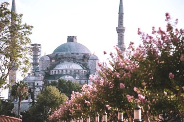 Sultan Ahmed Camii olarak da bilinen Sultan Camii. İstanbul'un en popüler turistik mekanlarından biri. Pembe çiçeklerle bahçeden görünüm.