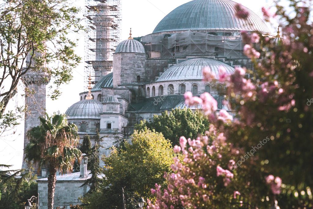 Sultan Ahmed Mosque that also known as the Blue Mosque. One of the most popular sights in Istanbul. View from the garden with pink flowers.