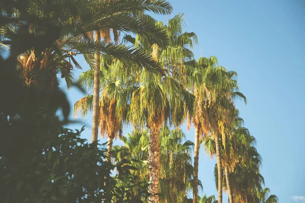有棕榈树的密布背景 夏天墙纸。 夜景. — 图库照片