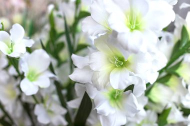 Bir buket güzel beyaz zambak. Fotoğrafı kapat. Tebrik kartı şablonu. Seçici odak.