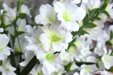 Bir buket güzel beyaz zambak. Fotoğrafı kapat. Tebrik kartı şablonu. Seçici odak.