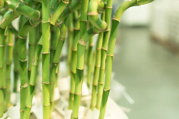 Dracaena sanderiana - planta con flores en la familia Asparagaceae. También conocido como bambú de la suerte. Popular planta de interior con tallo espiral verde . — Foto de Stock