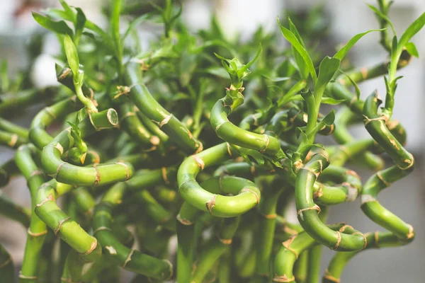 Dracaena sanderiana - blommande växt i familjen Asparagaceae. Även känd som tur bambu. Populär inomhusväxt med grön spiralstam. — Stockfoto