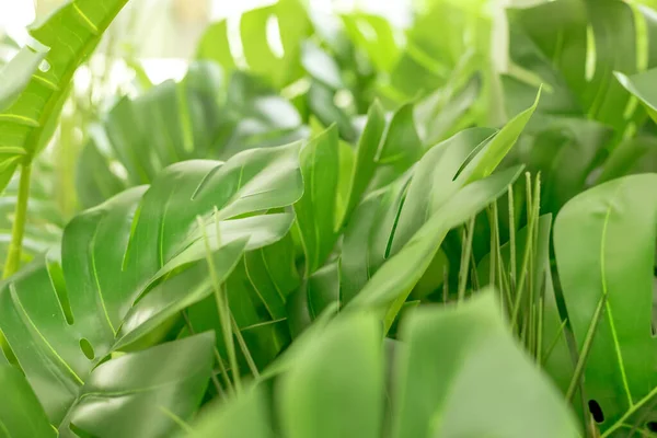 Hintergrund mit Blättern tropischer Pflanzen. grüne natürliche Kulisse. Nahaufnahme Foto mit Kopierraum. — Stockfoto