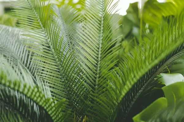 Fundo com folhas de plantas tropicais. Fundo natural verde. Fechar foto com espaço de cópia . — Fotografia de Stock