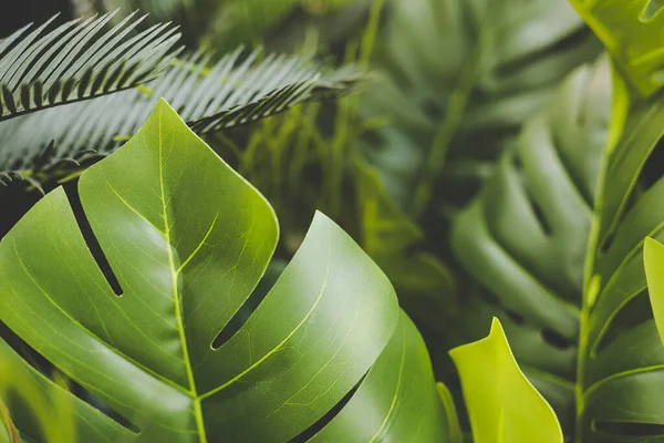 Hintergrund mit Blättern tropischer Pflanzen. grüne natürliche Kulisse. Nahaufnahme Foto mit Kopierraum. — Stockfoto