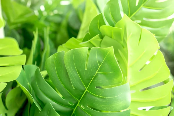 Hintergrund mit Blättern tropischer Pflanzen. grüne natürliche Kulisse. Nahaufnahme Foto mit Kopierraum. — Stockfoto