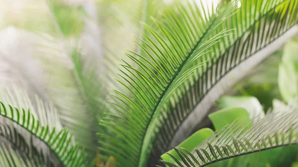 Hintergrund mit Blättern tropischer Pflanzen. grüne natürliche Kulisse. Nahaufnahme Foto mit Kopierraum. Fotografie 16: 9 — Stockfoto