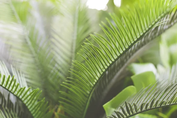 Hintergrund mit Blättern tropischer Pflanzen. grüne natürliche Kulisse. Nahaufnahme Foto mit Kopierraum. — Stockfoto